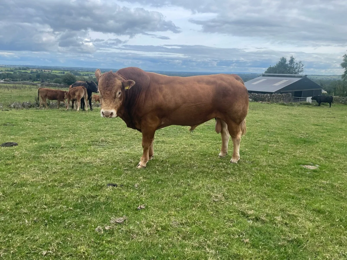 Bull - Image 2