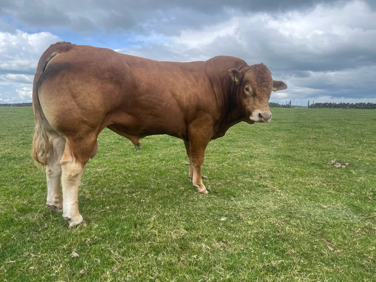Bull - Image 3