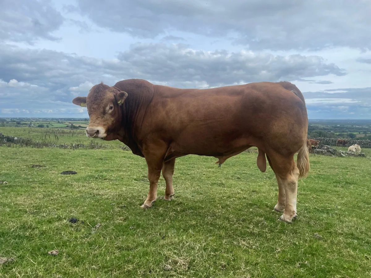 Bull - Image 4