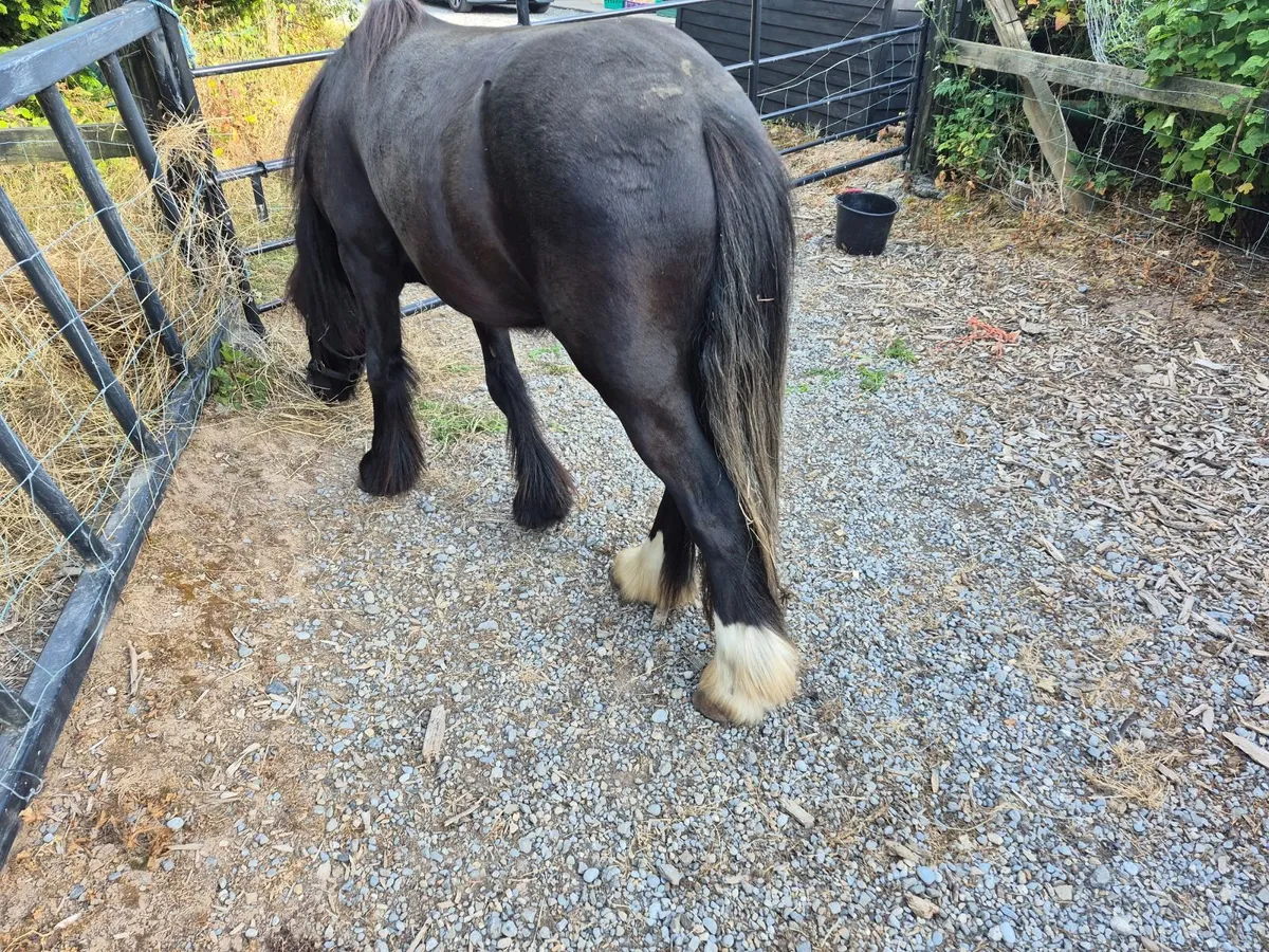 Pony - Image 2