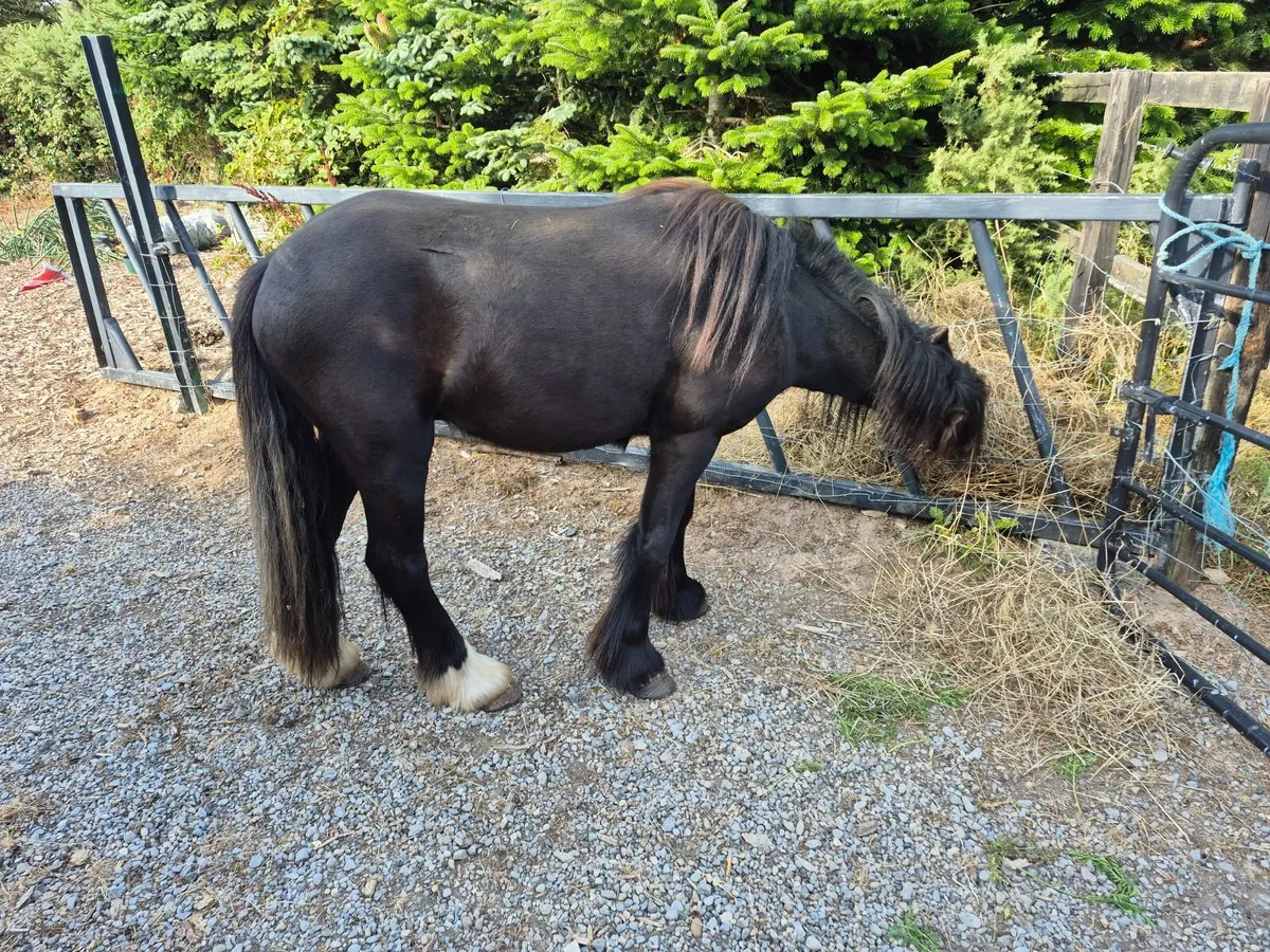 Pony - Image 3