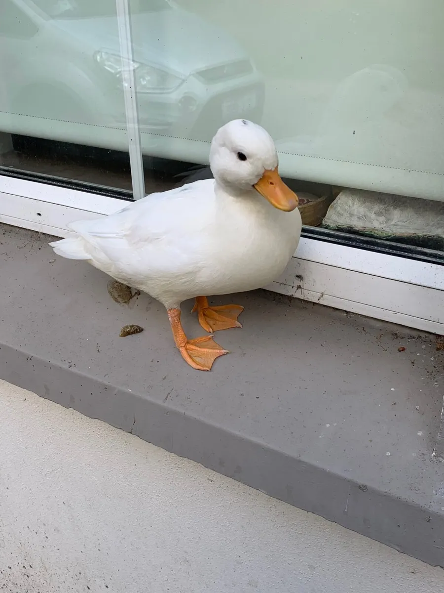Call ducks - Image 2