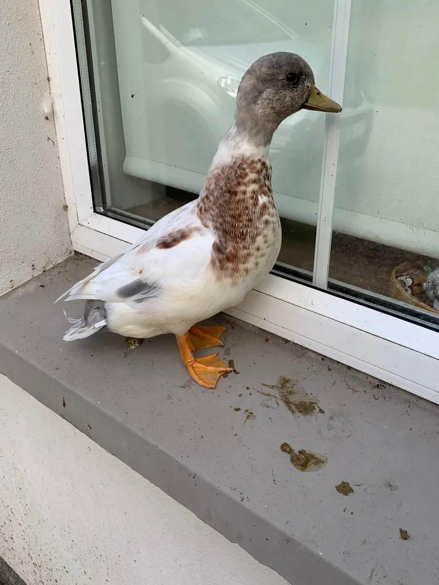 Call ducks - Image 3
