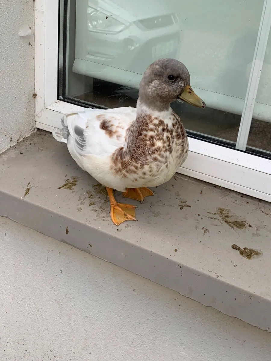 Call ducks - Image 4