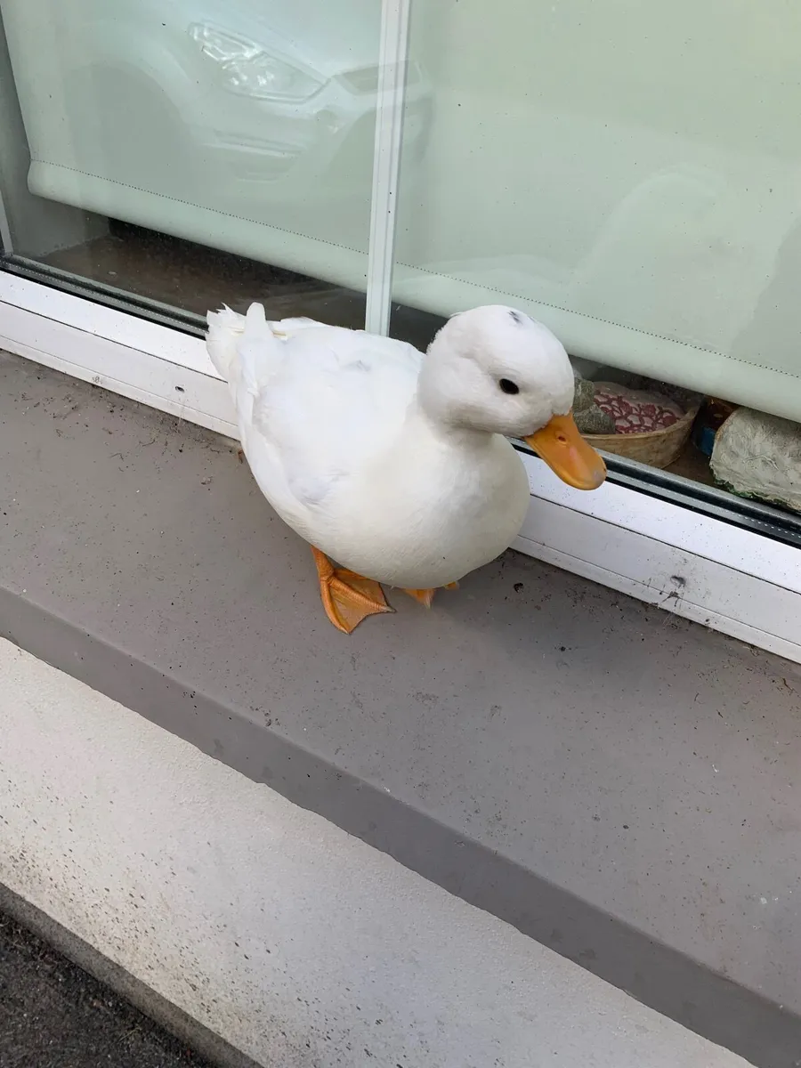 Call ducks - Image 1