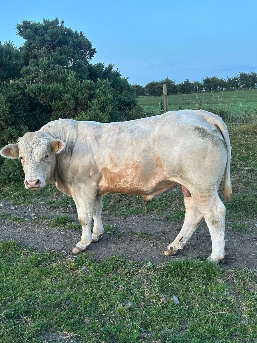 Charolais bulls - Image 1