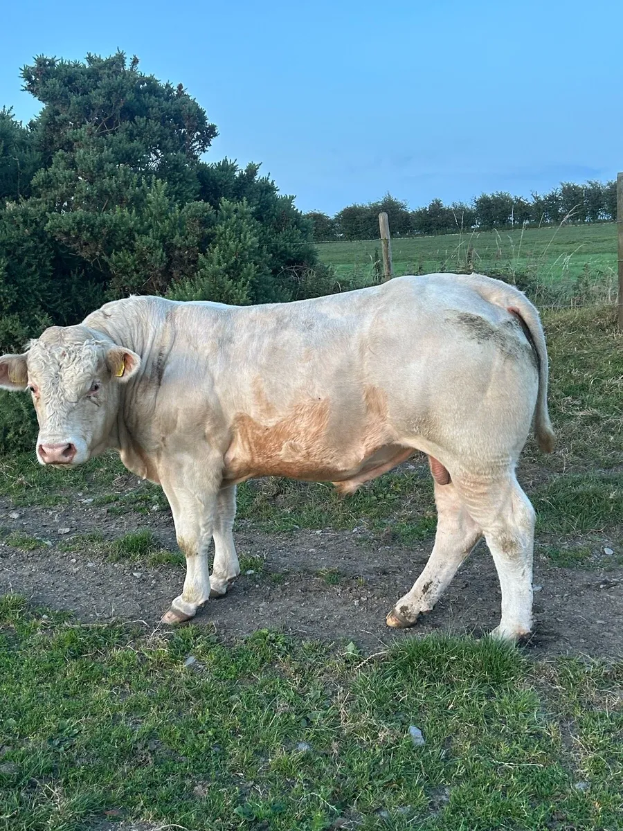 Charolais bulls - Image 2