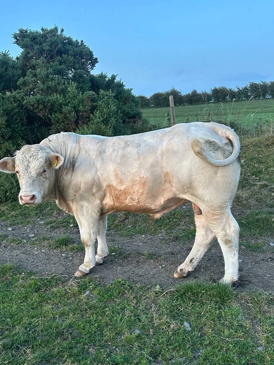 Charolais bulls - Image 3