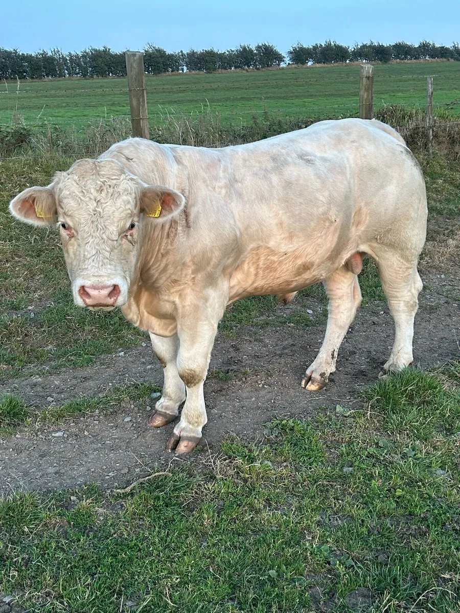 Charolais bulls - Image 4