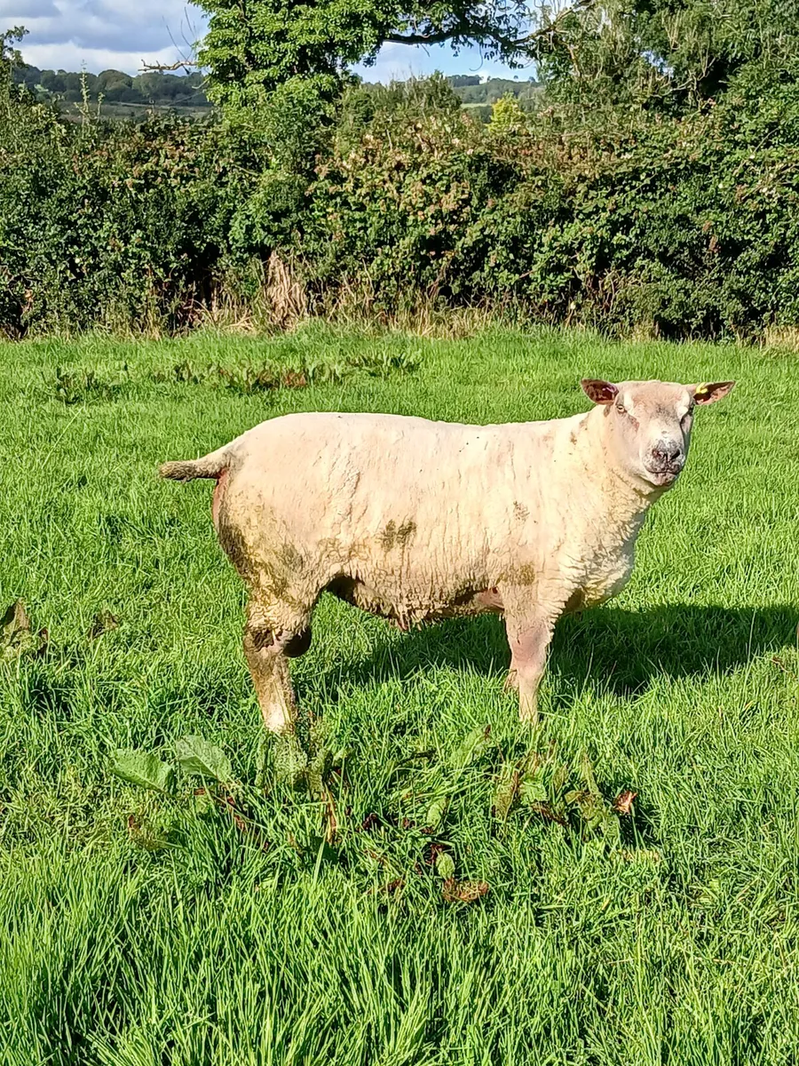 Sheep - Image 1