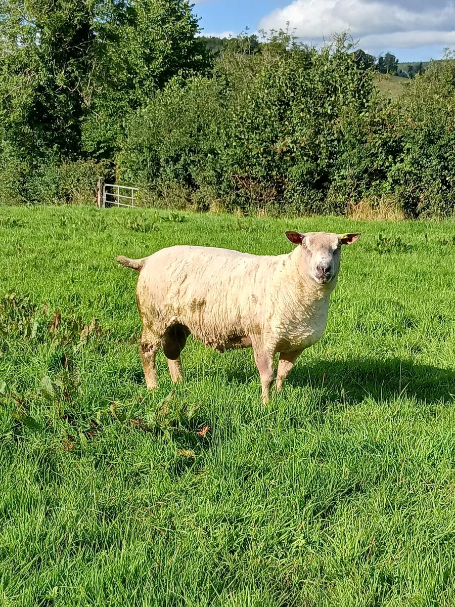 Sheep - Image 2