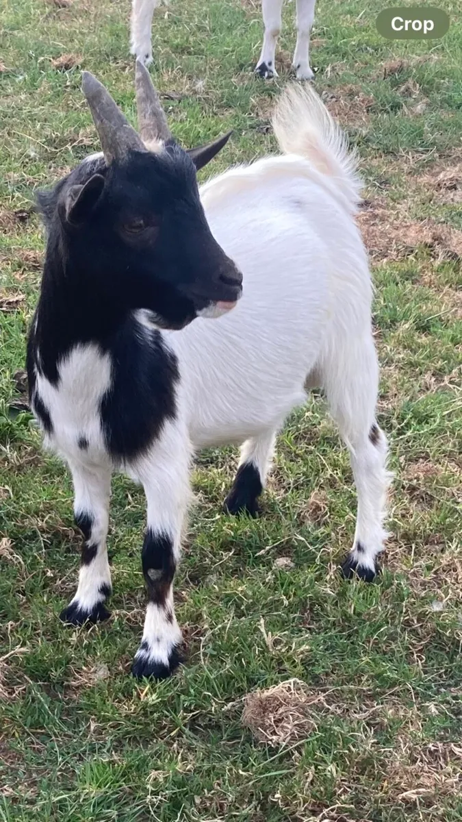 Goats - Image 1