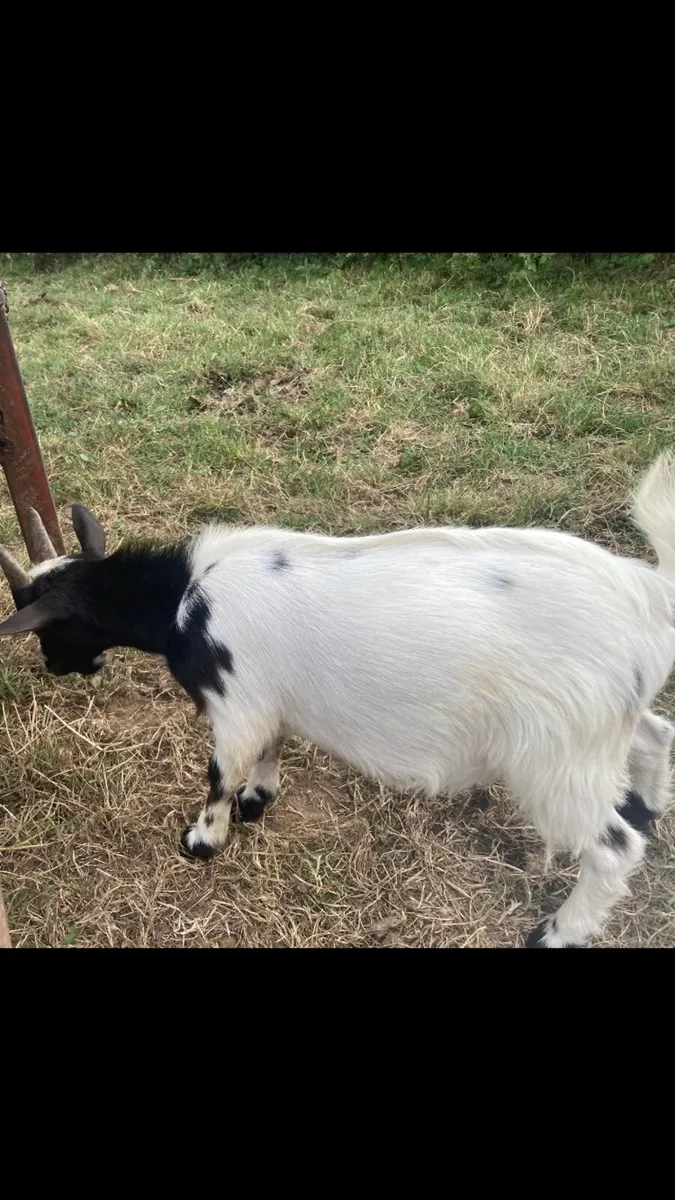 Goats - Image 2