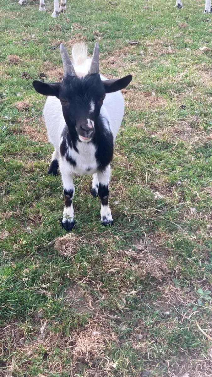 Goats - Image 4