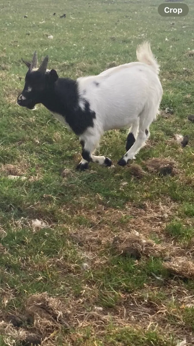 Goats - Image 3