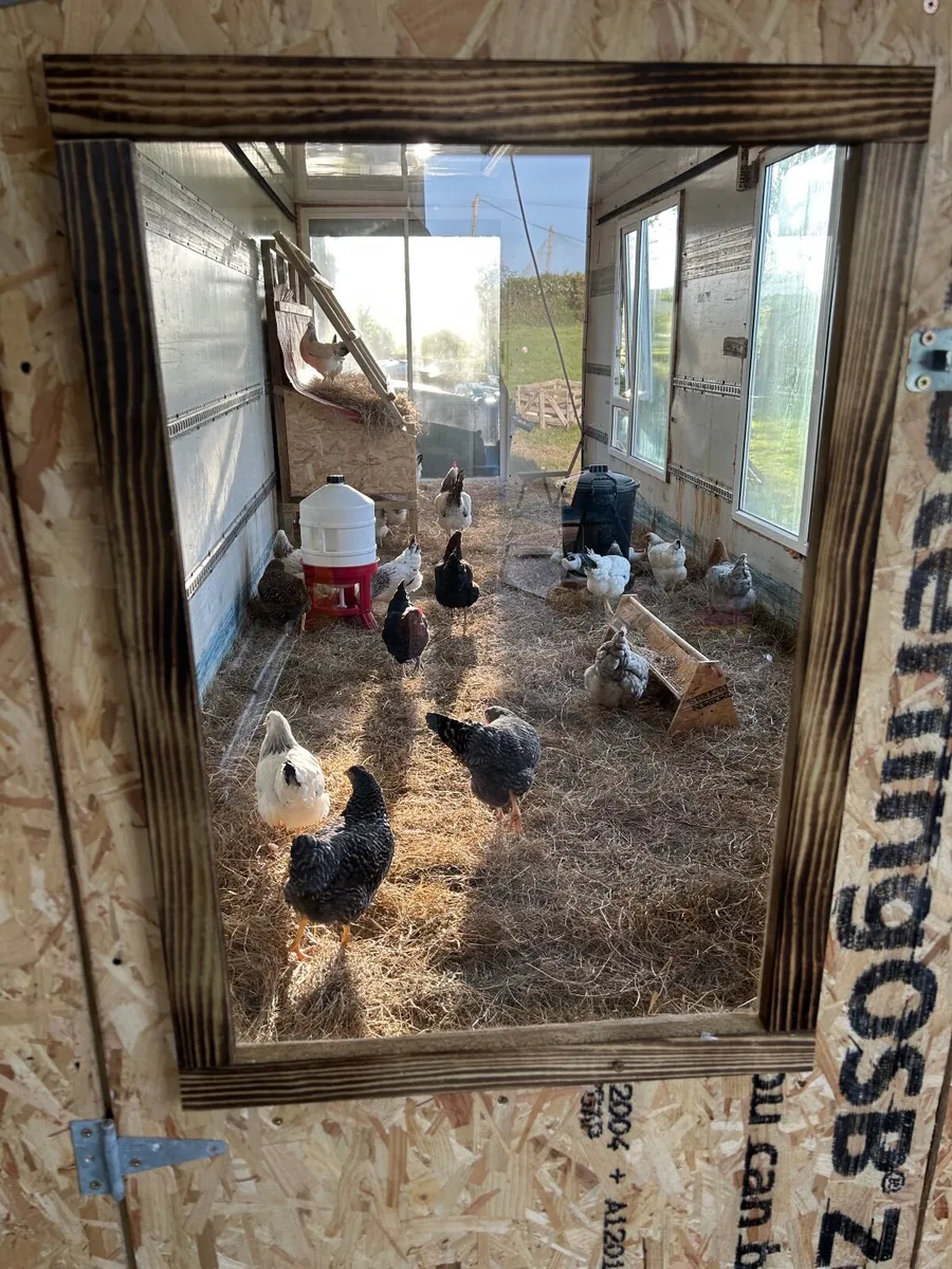 Laying hens + Rosters - Image 3
