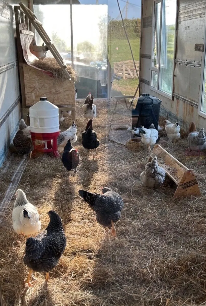 Laying hens + Rosters - Image 1