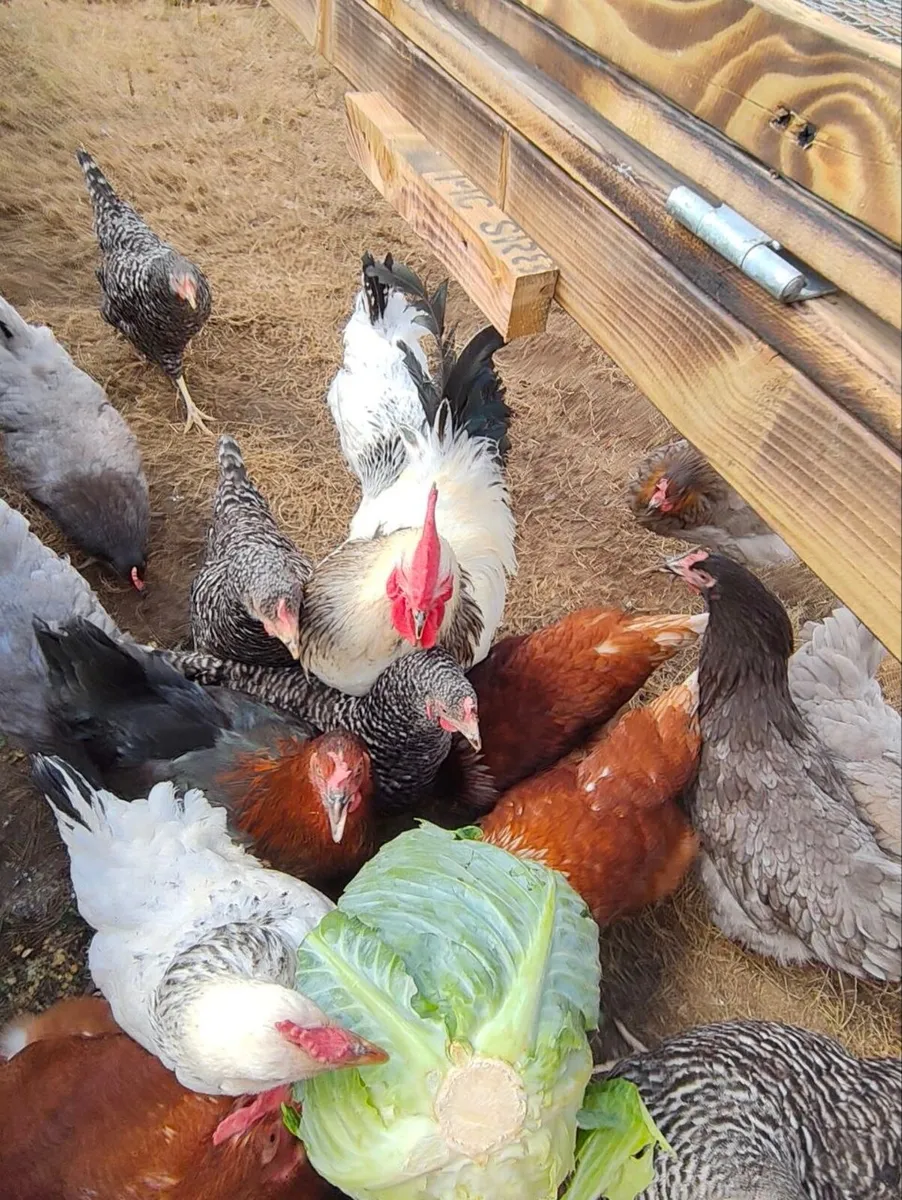 Laying hens + Rosters - Image 4