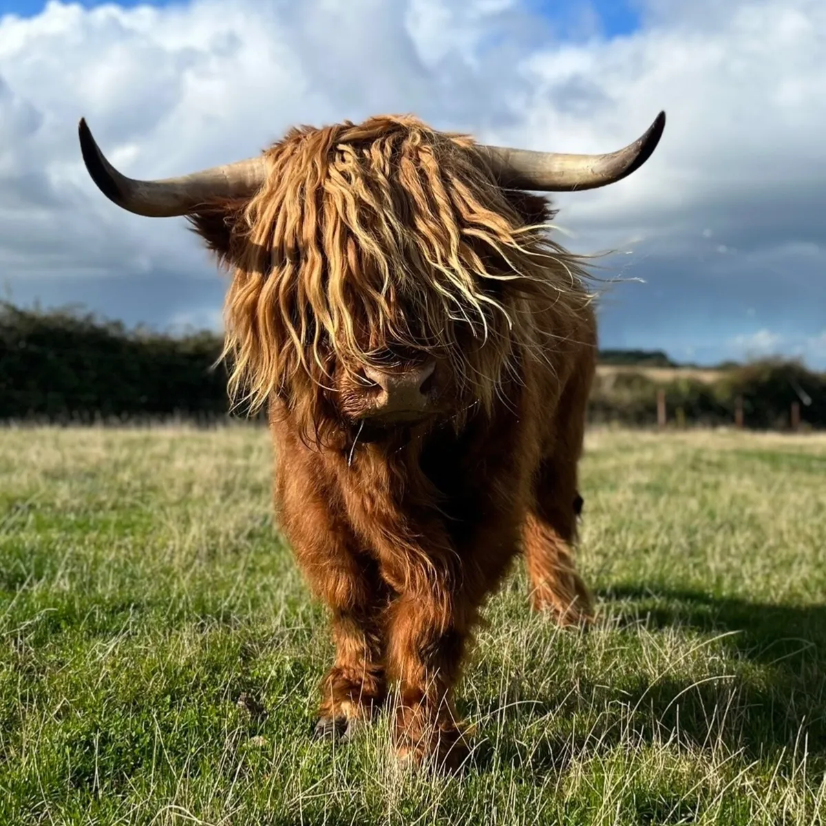 Highland bull - Image 1
