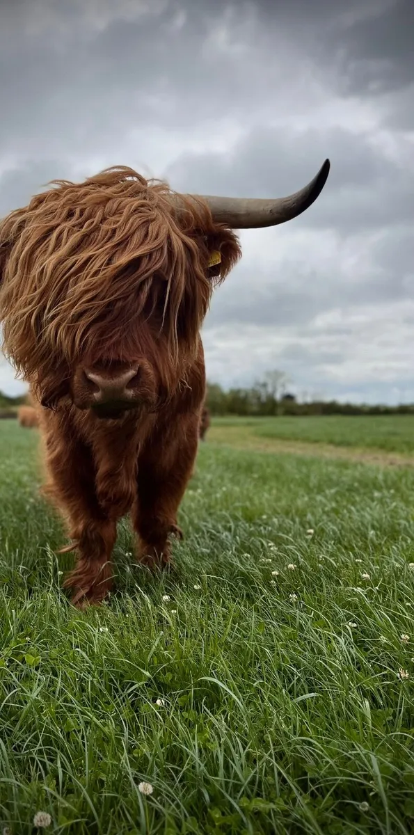Highland bull - Image 2
