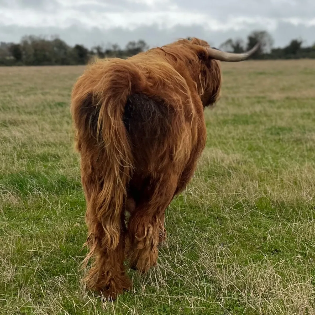 Highland bull - Image 3