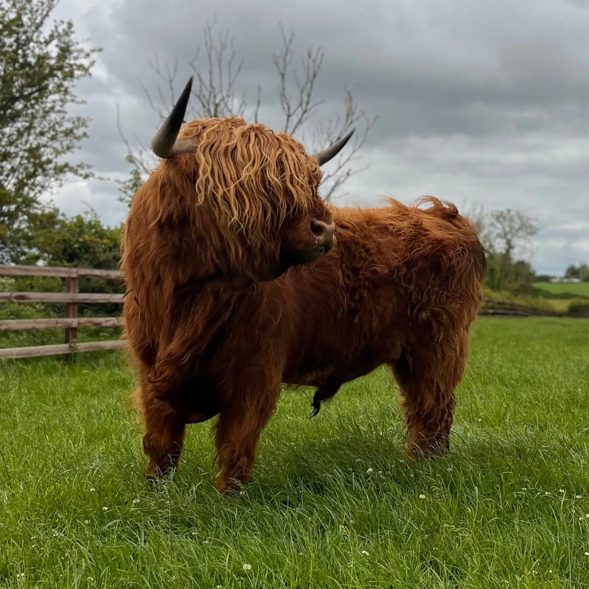 Highland bull - Image 4