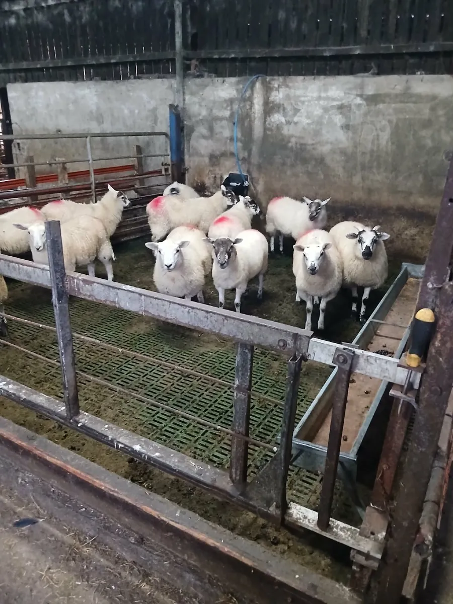 11 hilltex ewe lambs