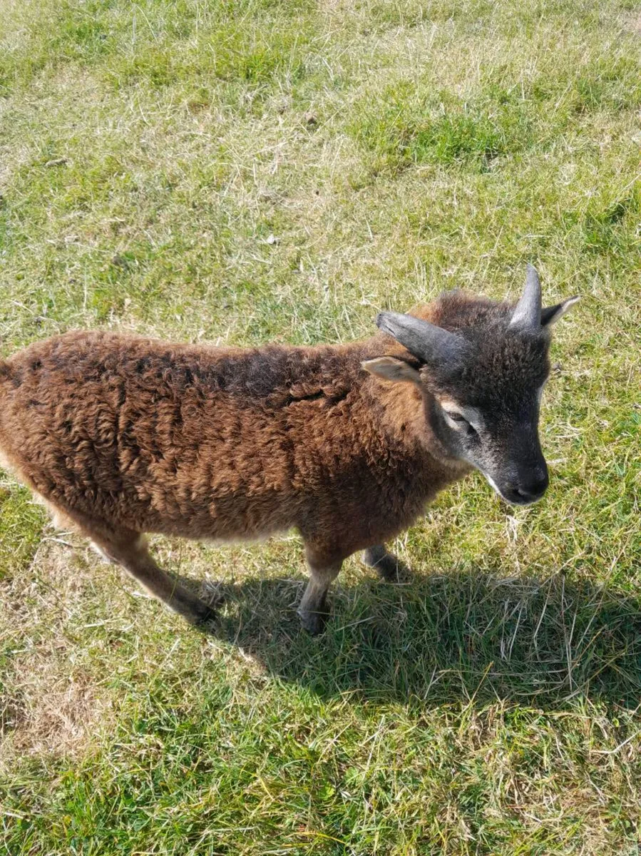 Soay sheep - Image 3