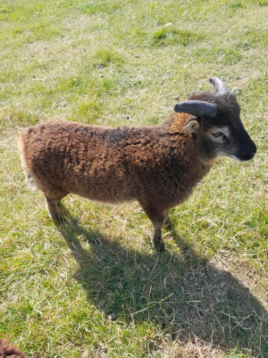 Soay sheep - Image 4