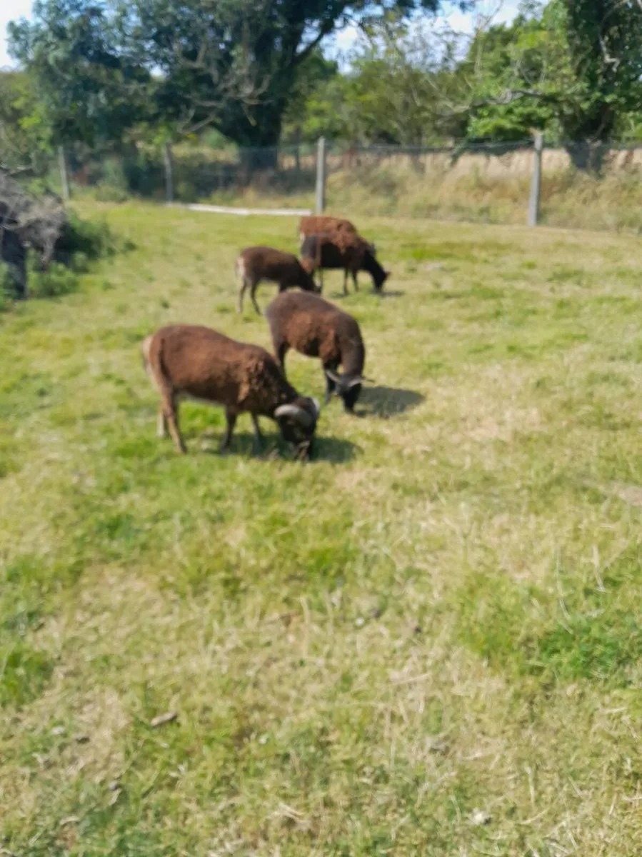 Soay sheep - Image 2
