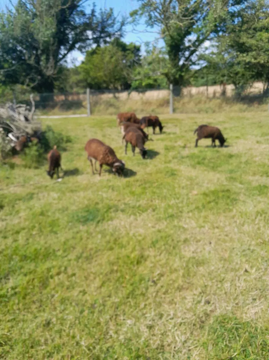 Soay sheep - Image 1