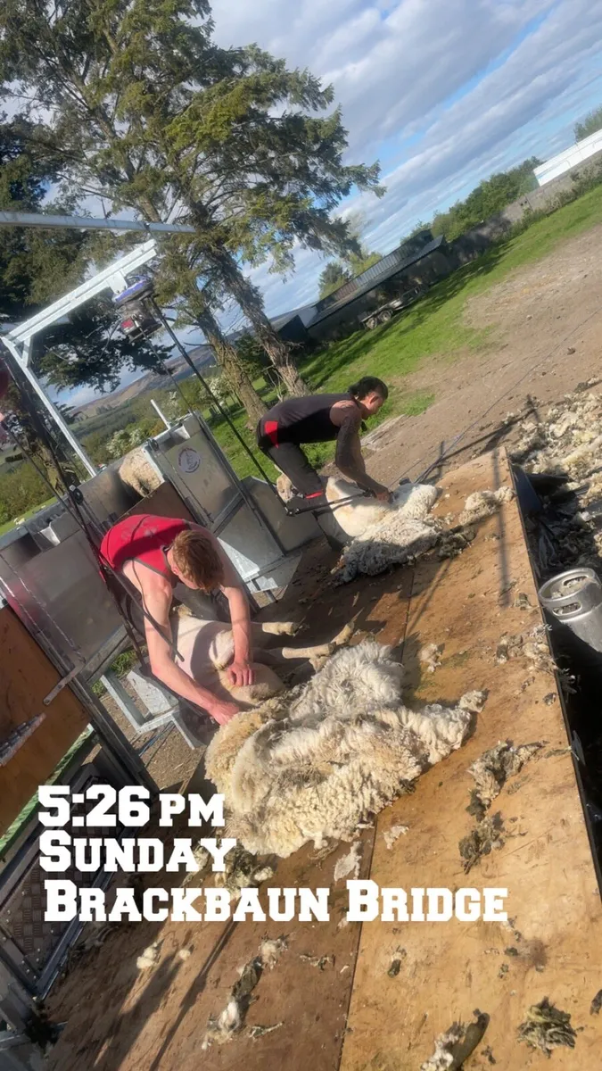 Store lambs