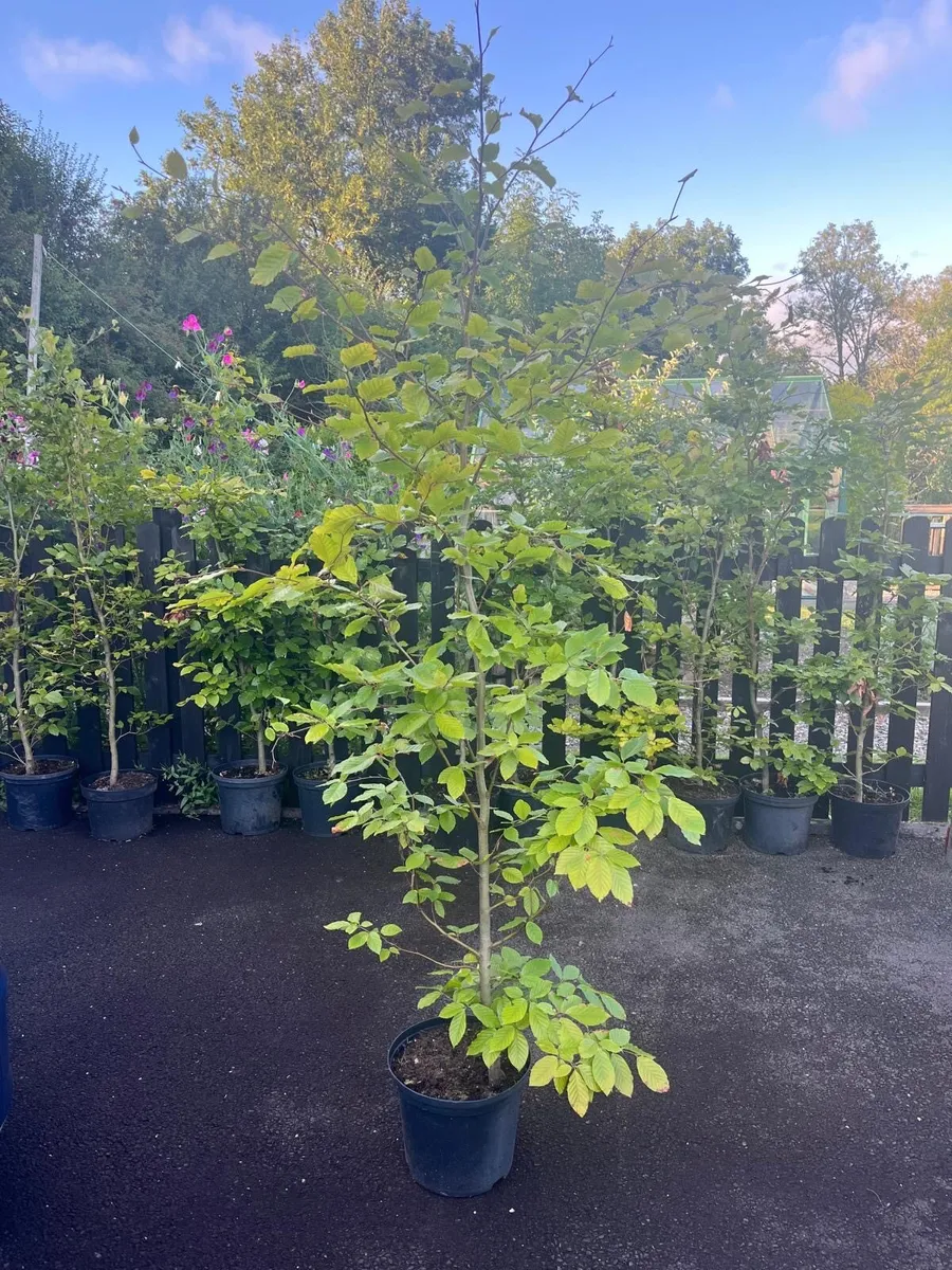 Beech hedge - Image 1