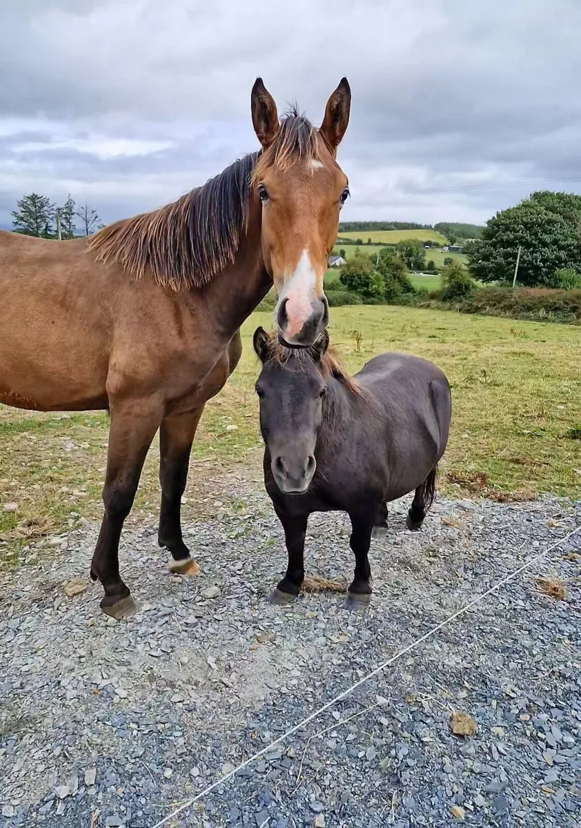 Yearling Colt Sport Horse - Image 2