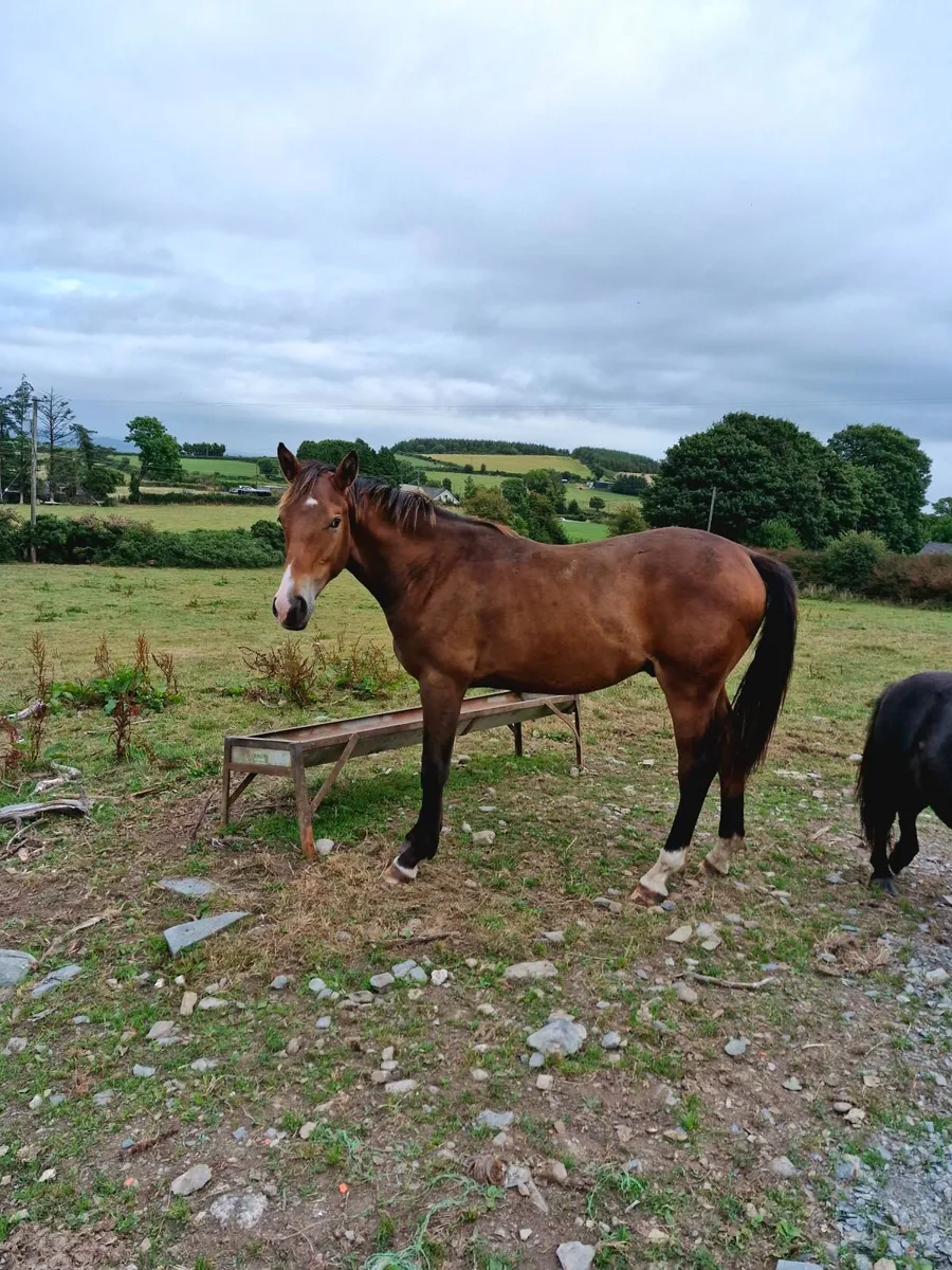 Yearling Colt Sport Horse - Image 1