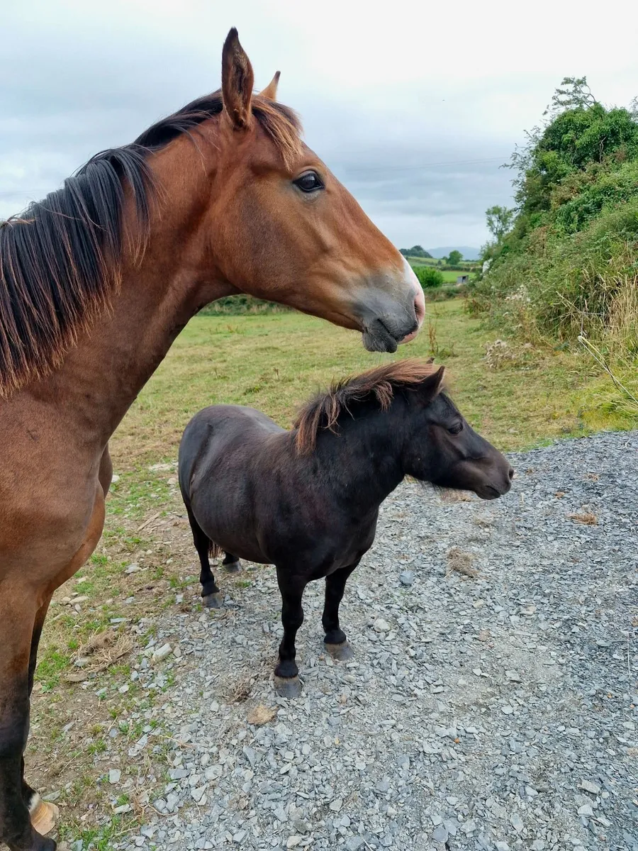 Yearling Colt Sport Horse - Image 3