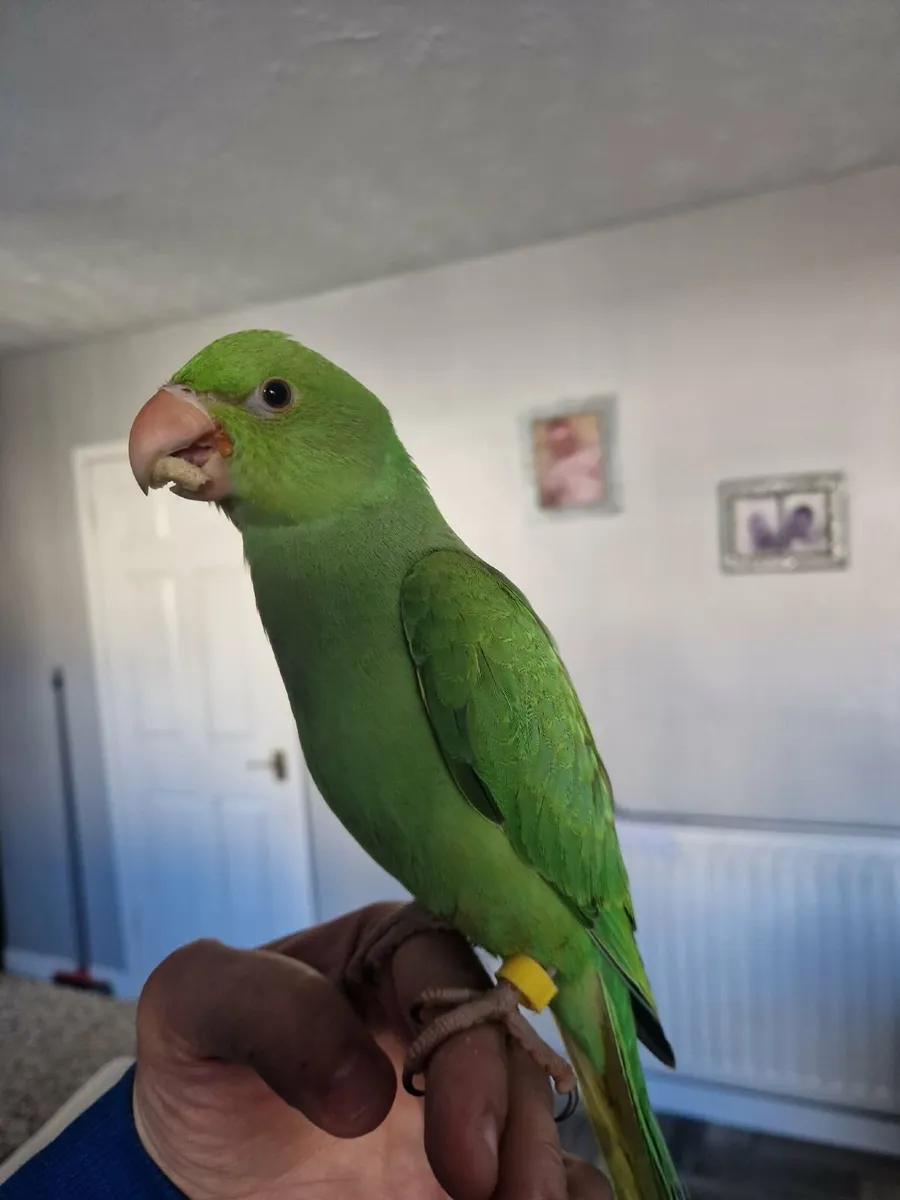 birds - Image 1