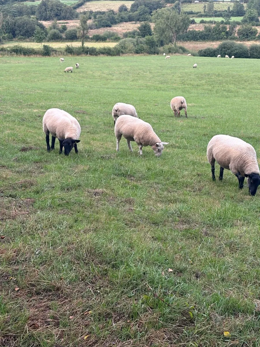 Breeding hoggets organic - Image 2