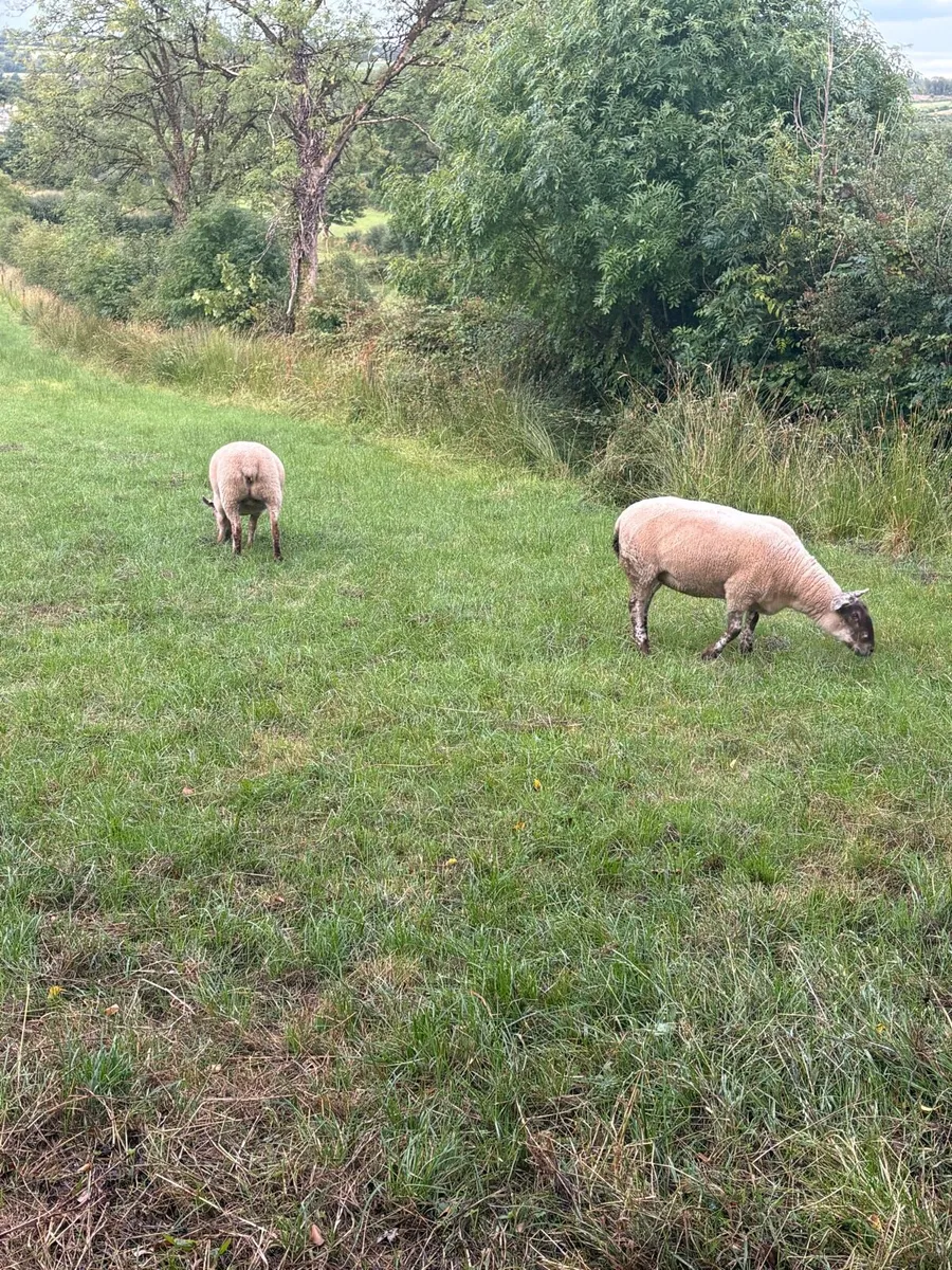 Breeding hoggets organic - Image 3