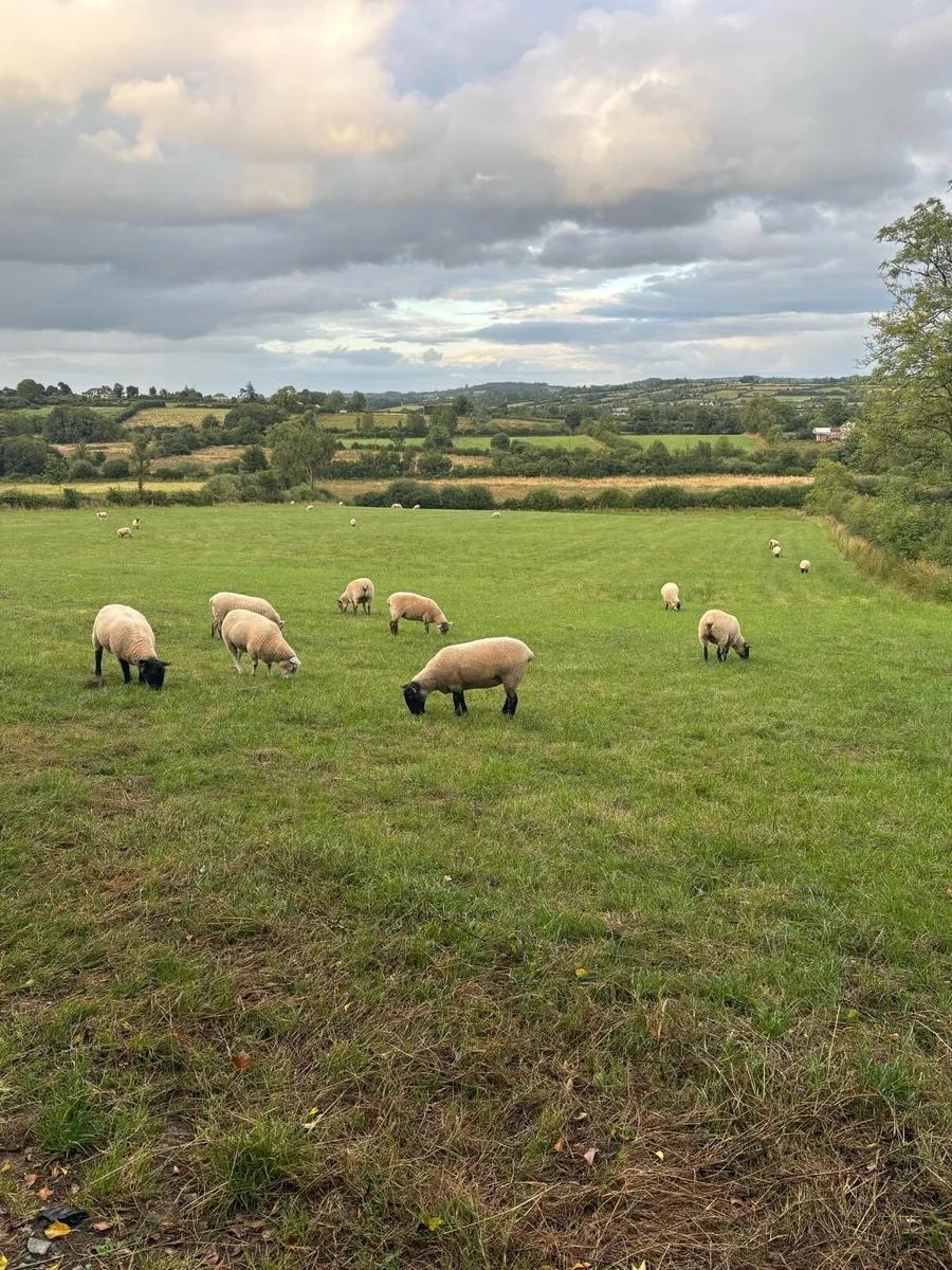 Breeding hoggets organic - Image 1