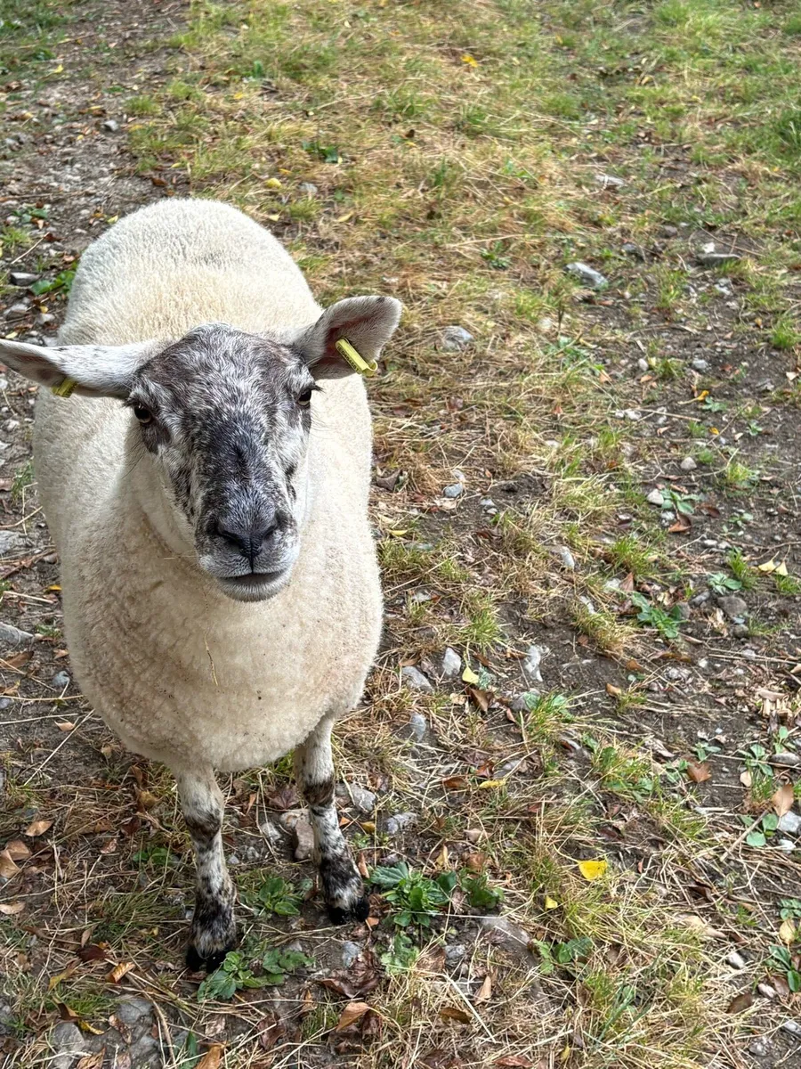 Breeding hoggets organic - Image 4