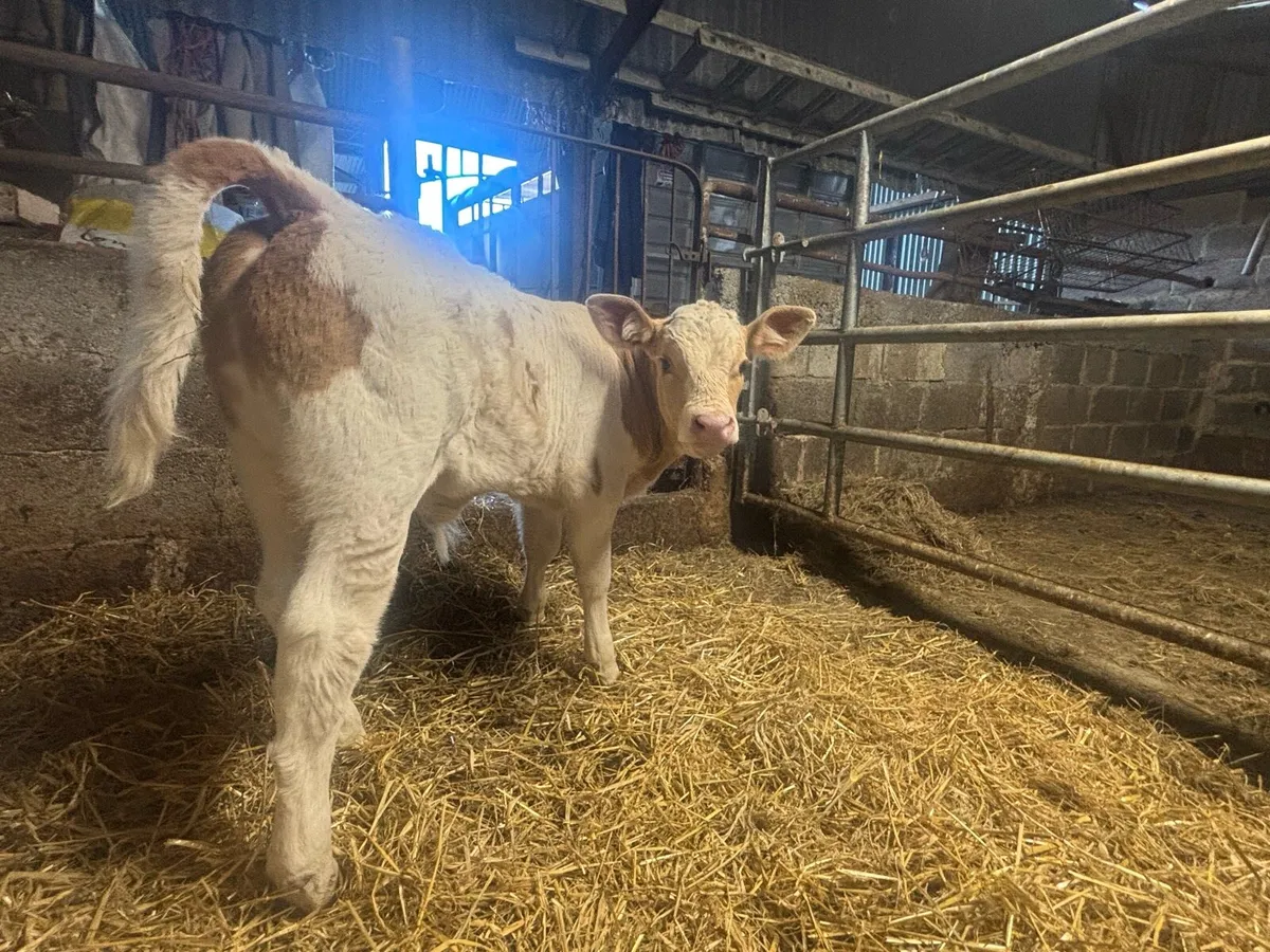 Charolais Bull Calf or foster cow - Image 2