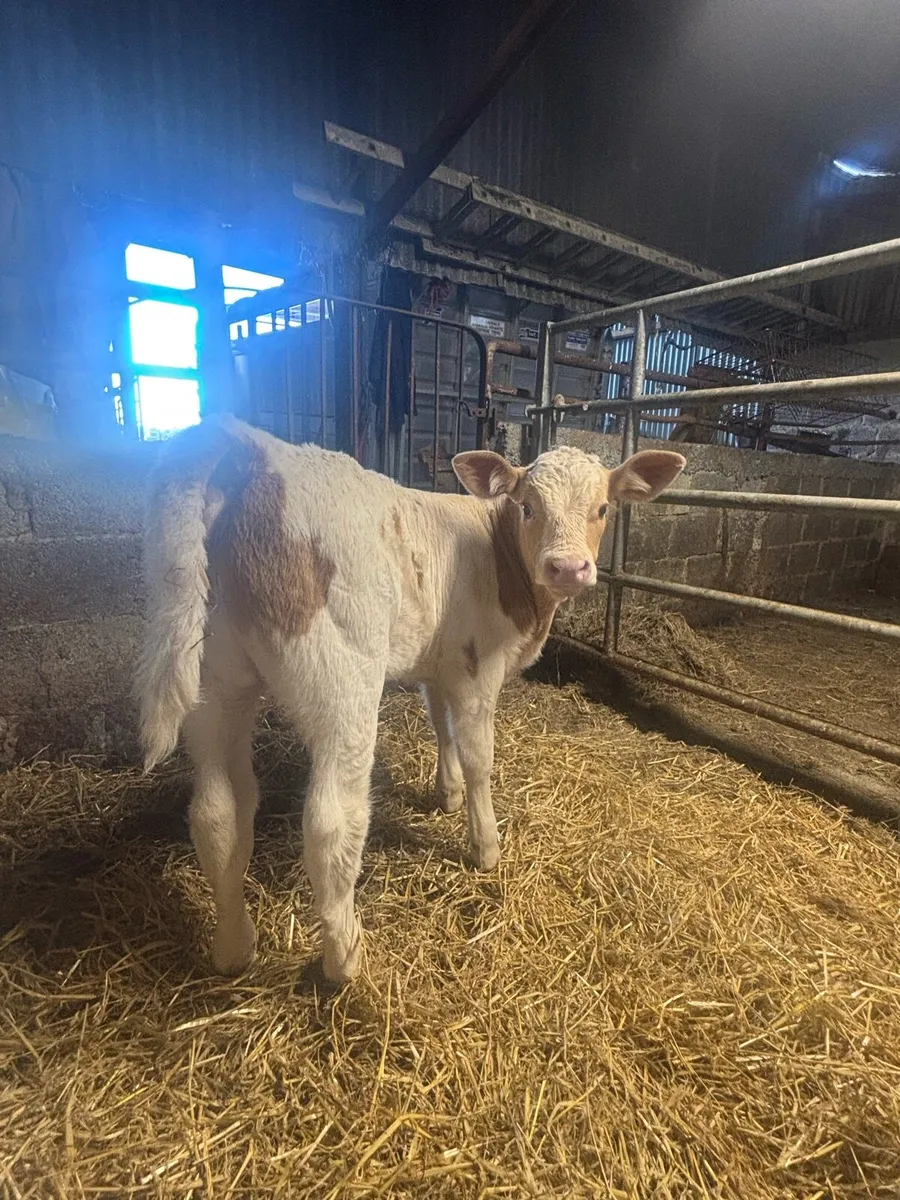Charolais Bull Calf or foster cow - Image 3