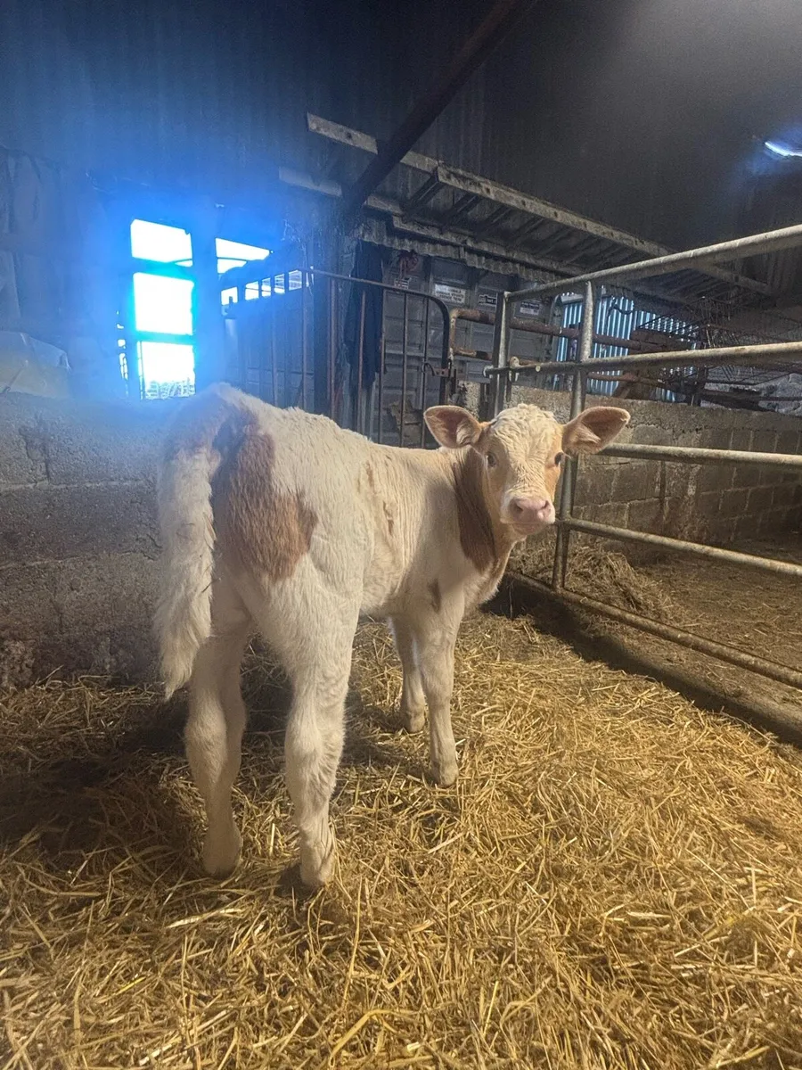 Charolais Bull Calf or foster cow - Image 4