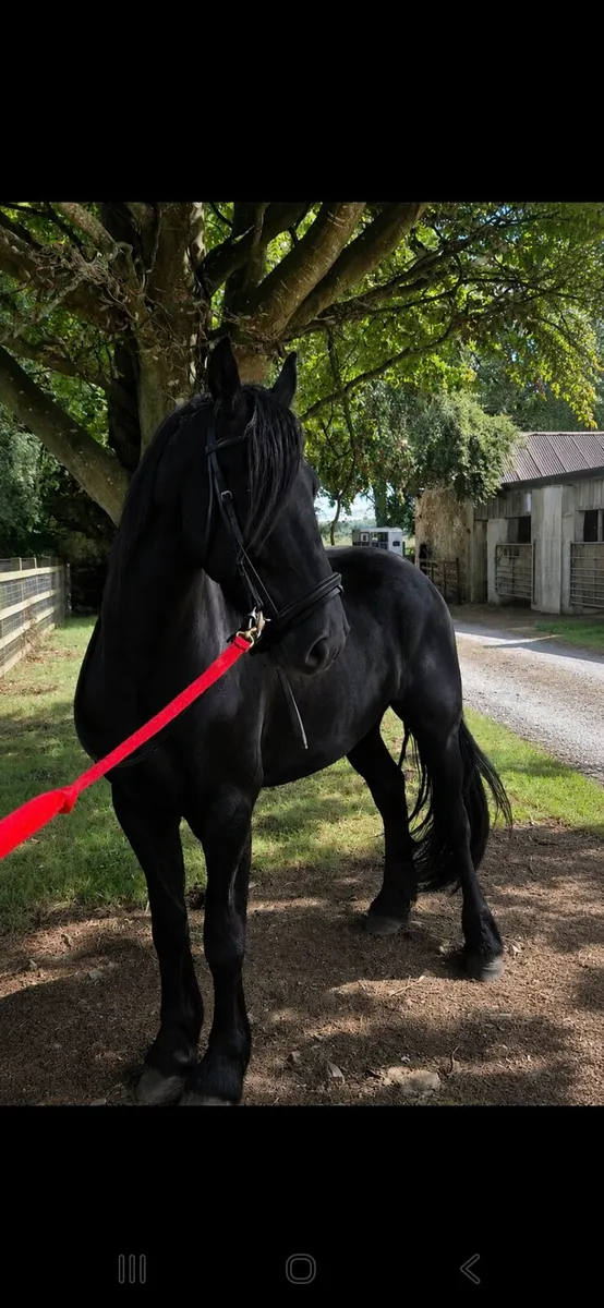 Friesian gelding - Image 1