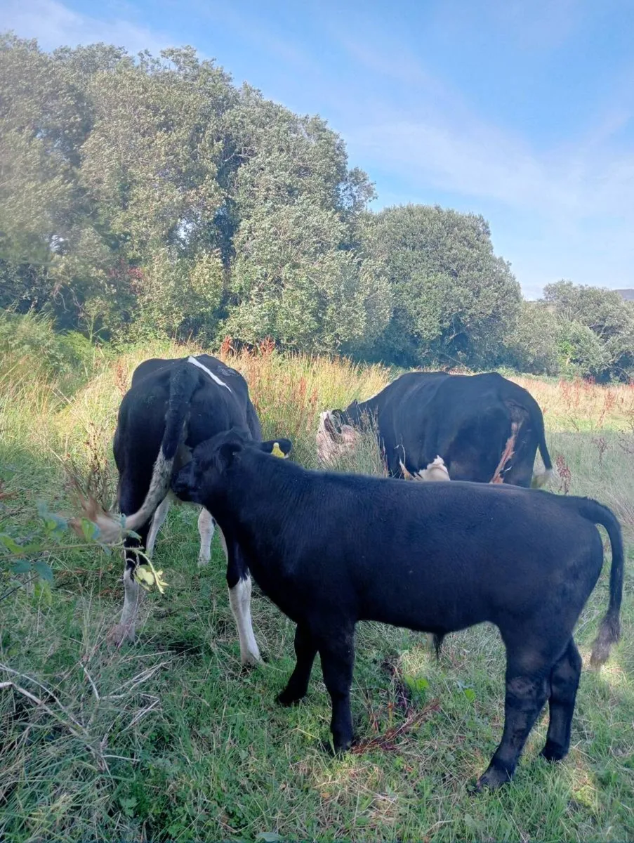 1 weaning bull calf - Image 3