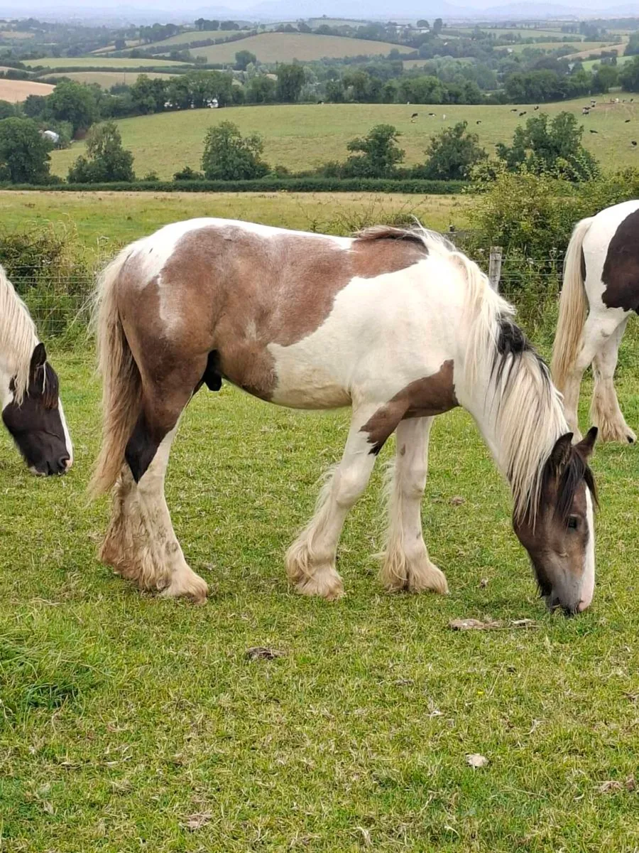 Yearling Cob Colt - Image 1