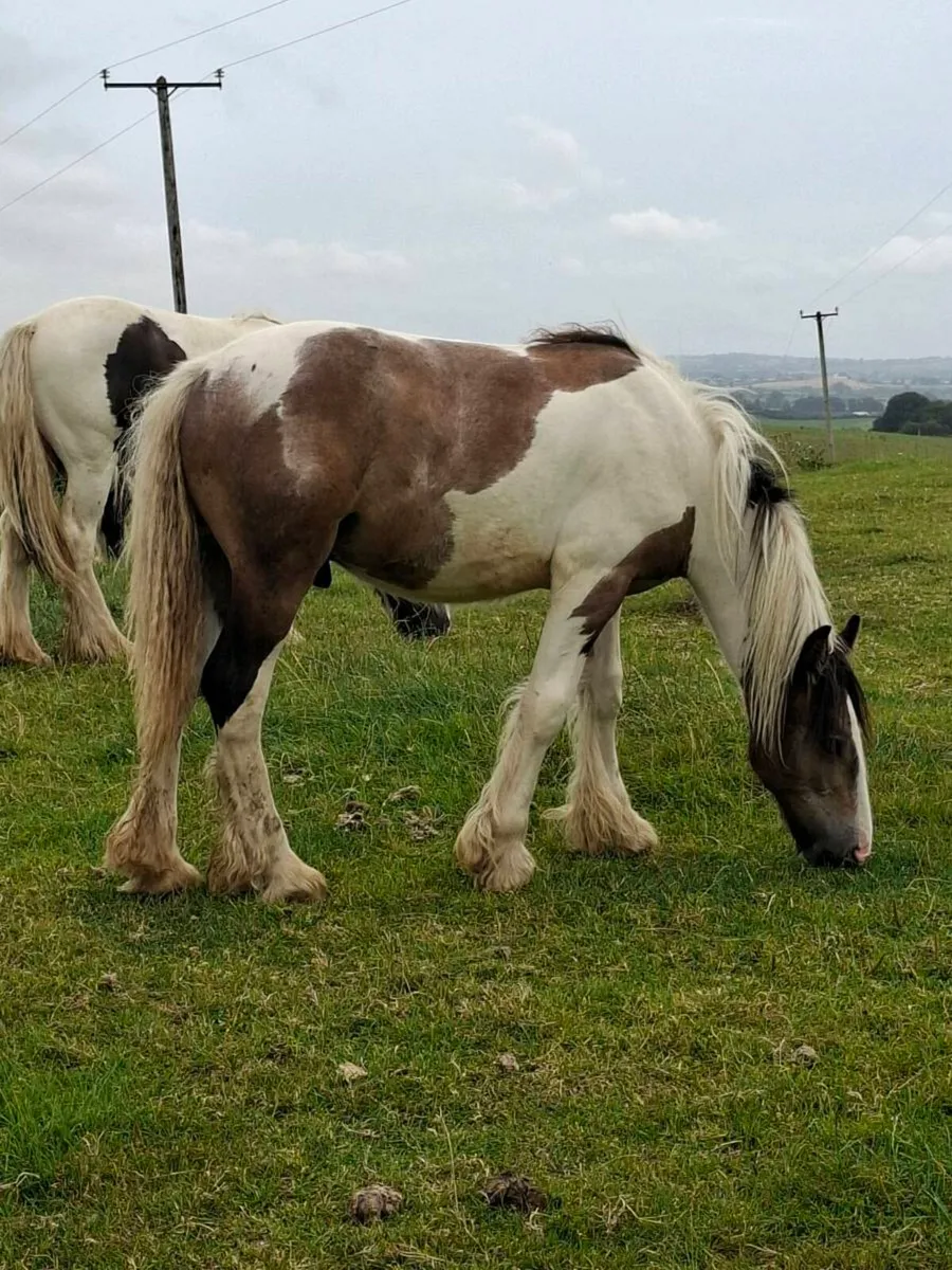 Yearling Cob Colt - Image 2