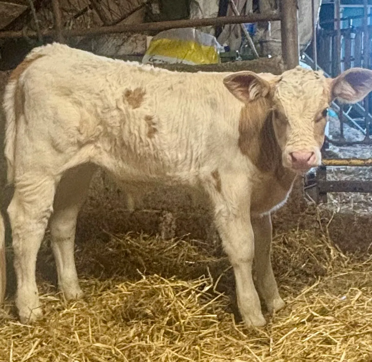 Charolais Bull Calf or foster cow - Image 1
