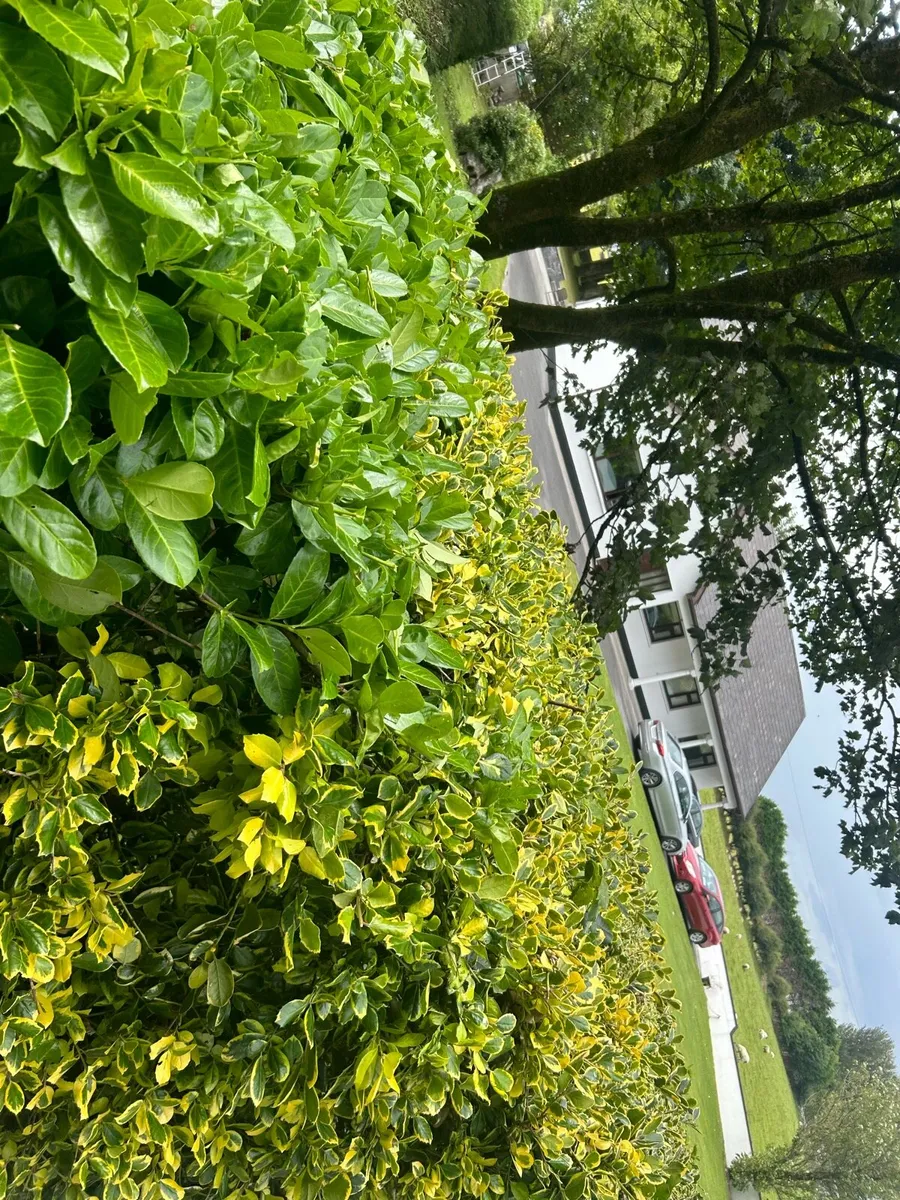 Hedge cutting and general property maintenance - Image 1